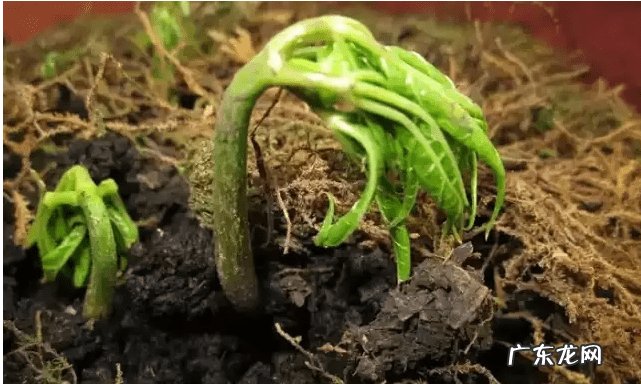 人参果的风水作用 家里种人参果的风水