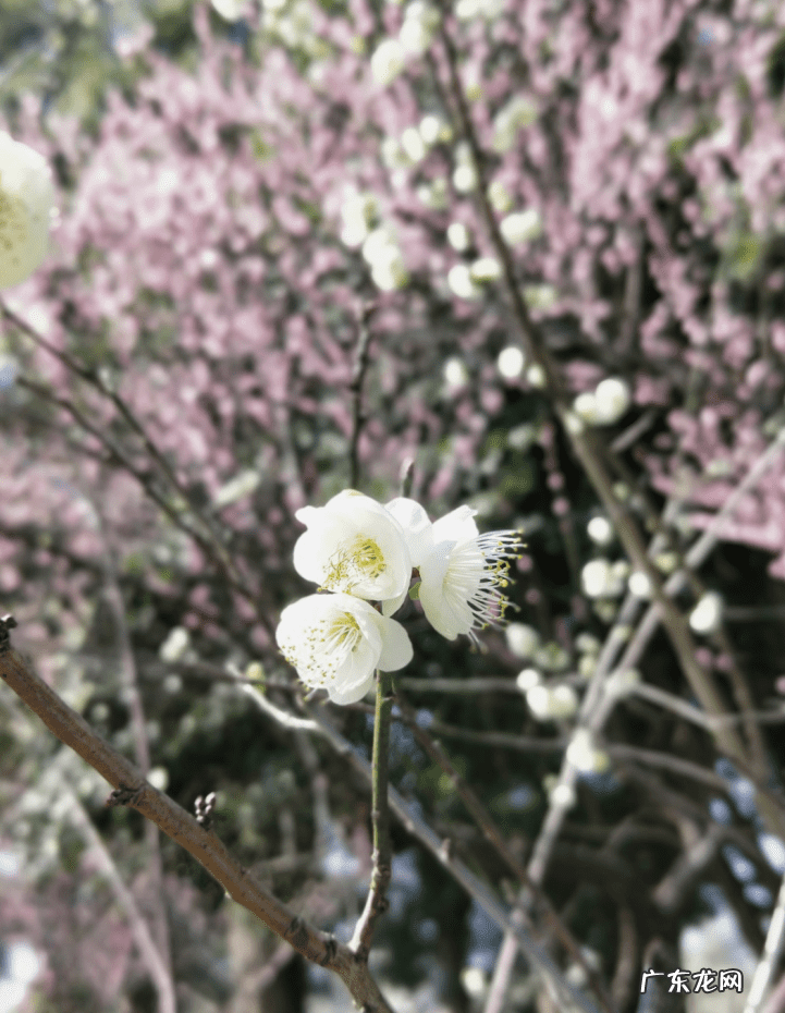 复活节几月几日星期几 复活节的几月几日