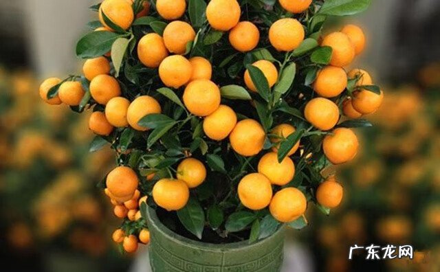 万年历摆放位置风水 能看风水的万年历