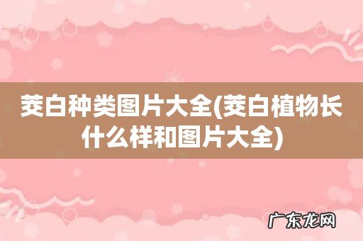 茭白植物长什么样和图片大全 茭白种类图片大全