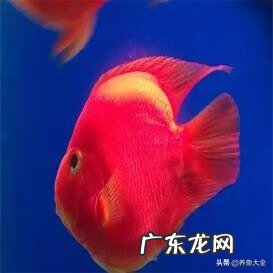 招财鱼被鹦鹉鱼咬伤还能治好吗 一条招财和几条鹦鹉鱼搭配