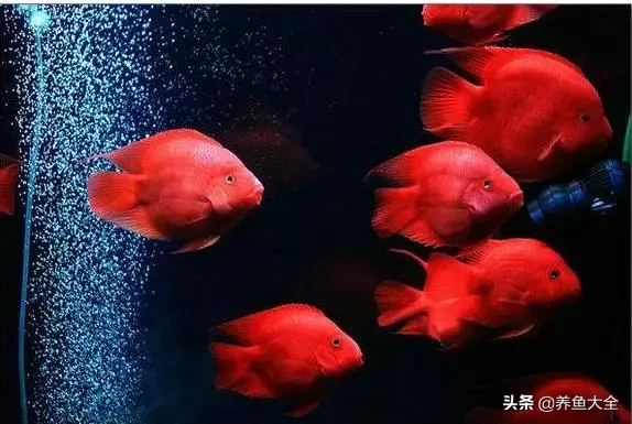 招财鱼被鹦鹉鱼咬伤还能治好吗 一条招财和几条鹦鹉鱼搭配