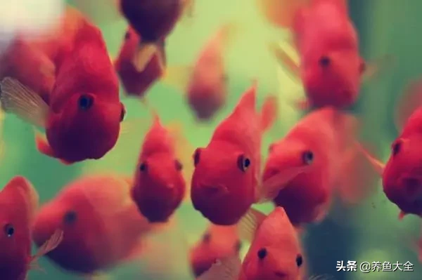 招财鱼被鹦鹉鱼咬伤还能治好吗 一条招财和几条鹦鹉鱼搭配