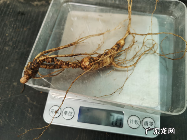 人参的简单吃法 人参正确吃法