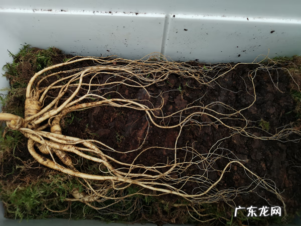 人参的简单吃法 人参正确吃法