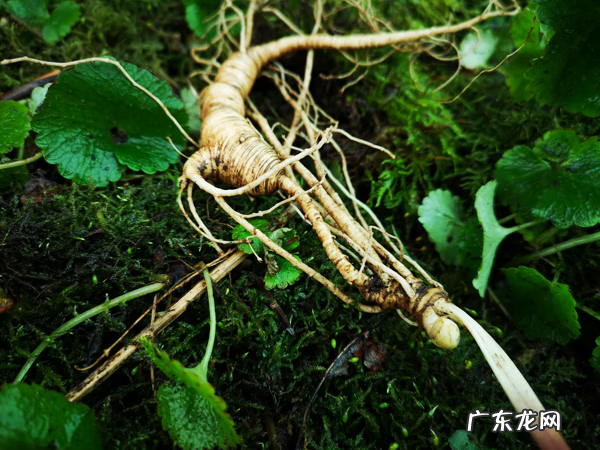 人参的简单吃法 人参正确吃法