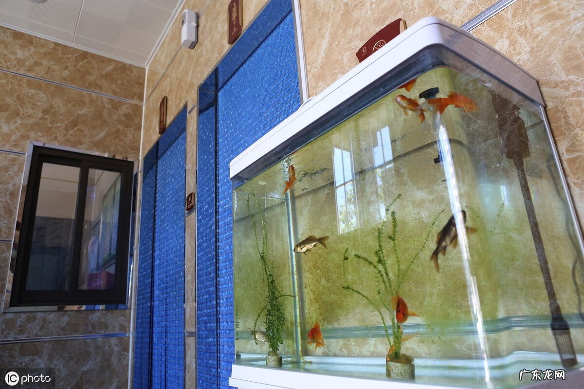 进门鱼缸风水禁忌 鱼缸放置位置风水图解