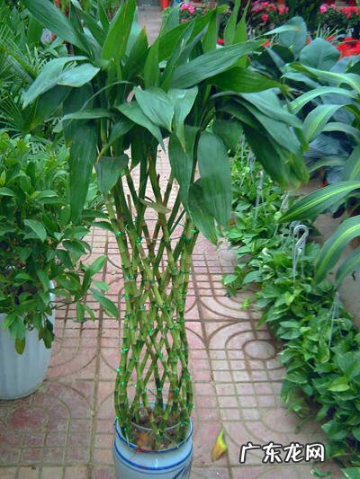 招财竹放到哪里比较好 招财竹的寓意是什么