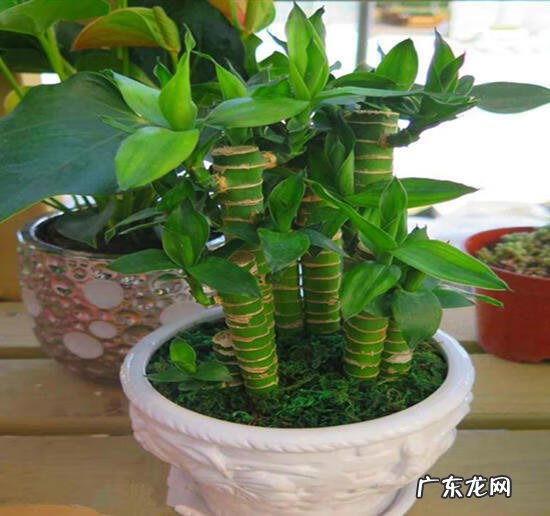 招财竹放到哪里比较好 招财竹的寓意是什么