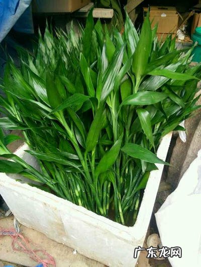 招财竹放到哪里比较好 招财竹的寓意是什么