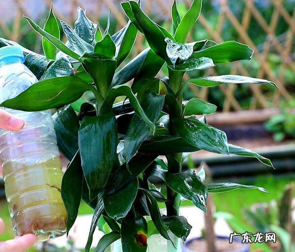 招财竹放到哪里比较好 招财竹的寓意是什么