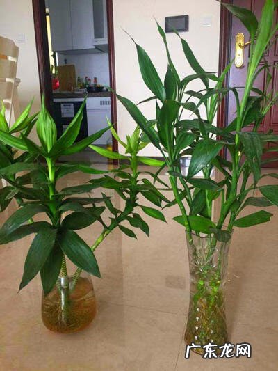 招财竹放到哪里比较好 招财竹的寓意是什么