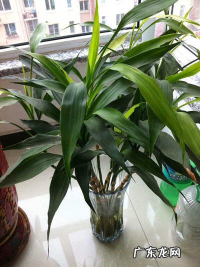 招财竹放到哪里比较好 招财竹的寓意是什么