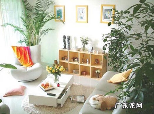 万年青风水讲究 万年青放电视旁边好吗?