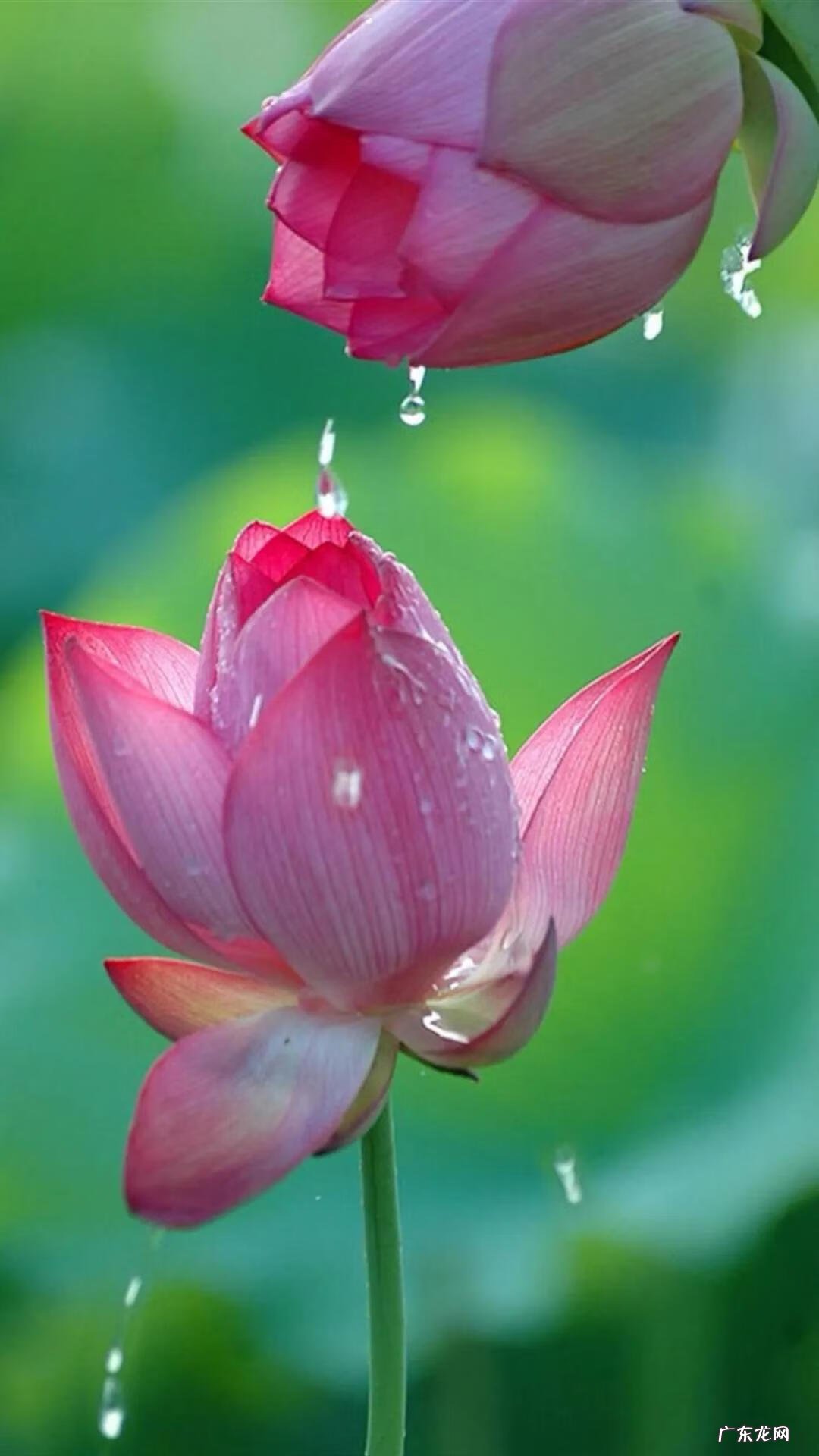 搜索荷花图片大全 关于荷花的图片名字