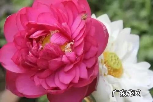 搜索荷花图片大全 关于荷花的图片名字