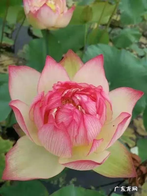 搜索荷花图片大全 关于荷花的图片名字