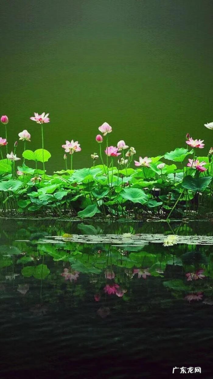 搜索荷花图片大全 关于荷花的图片名字