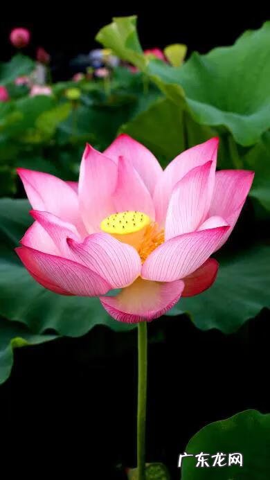 搜索荷花图片大全 关于荷花的图片名字