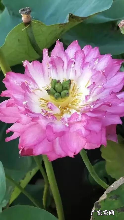 搜索荷花图片大全 关于荷花的图片名字