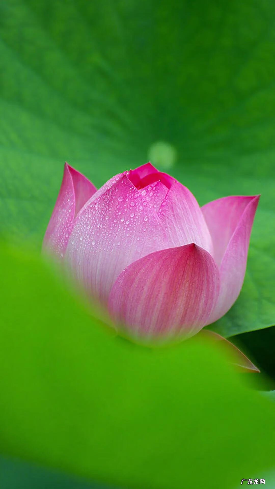 搜索荷花图片大全 关于荷花的图片名字