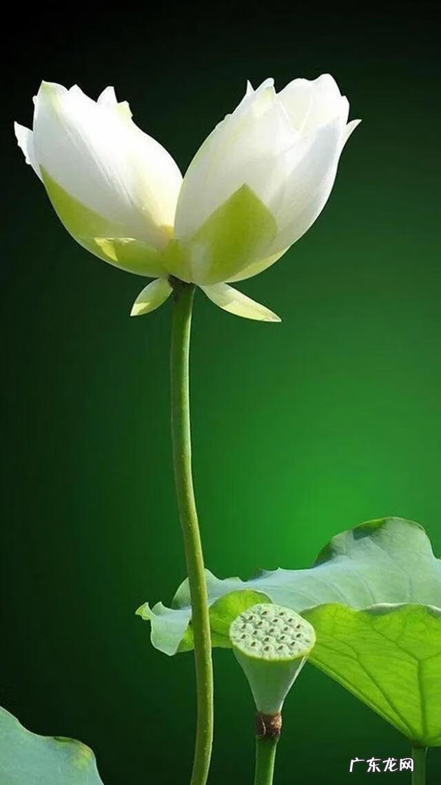 搜索荷花图片大全 关于荷花的图片名字