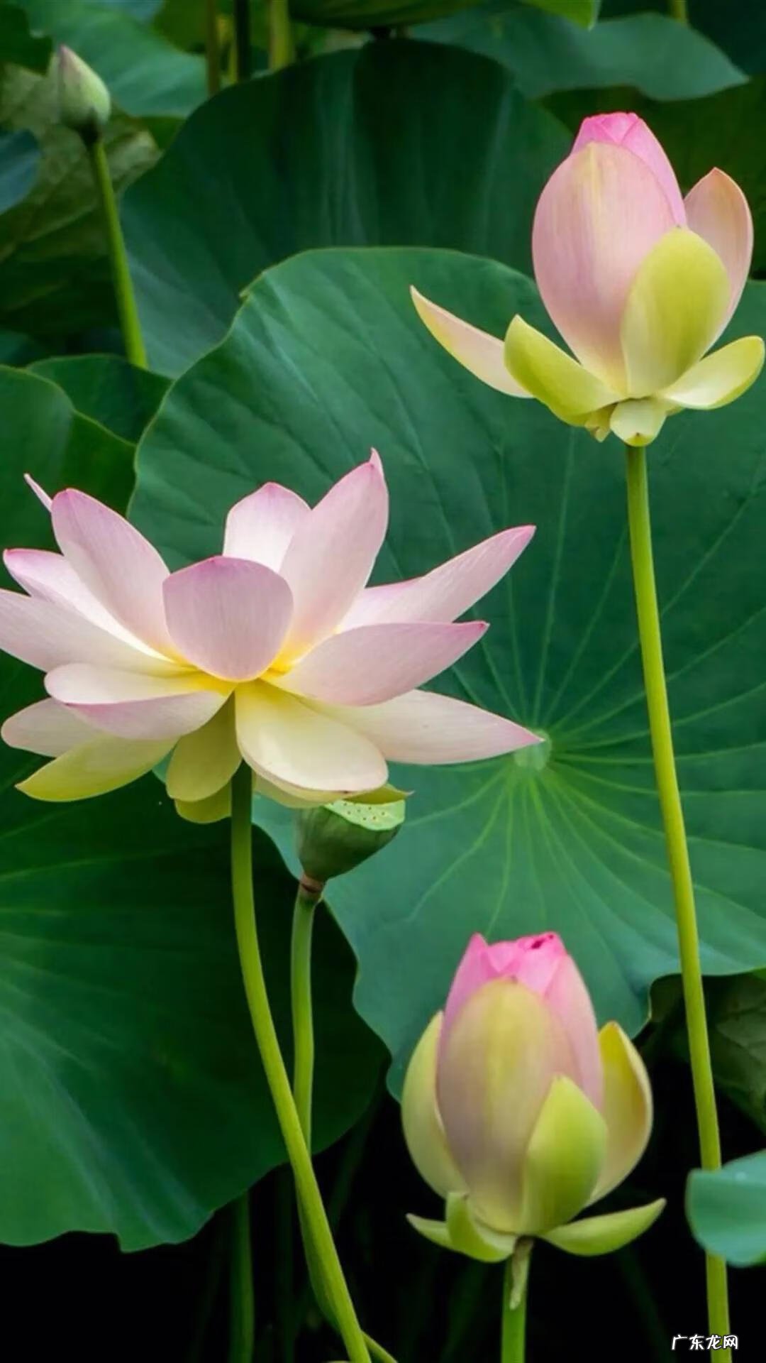 搜索荷花图片大全 关于荷花的图片名字