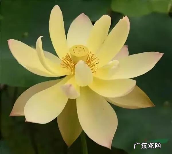 搜索荷花图片大全 关于荷花的图片名字