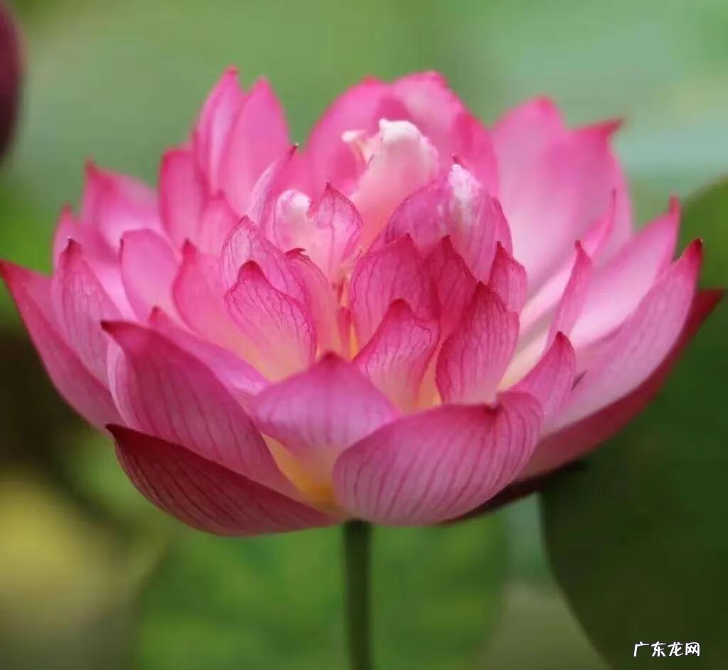 搜索荷花图片大全 关于荷花的图片名字