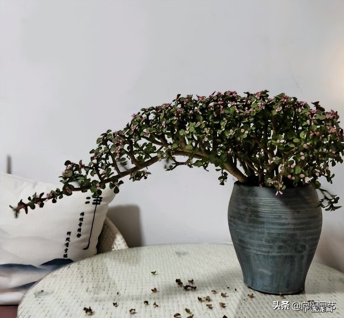 天台风水最好的地方 天台种什么植物风水好