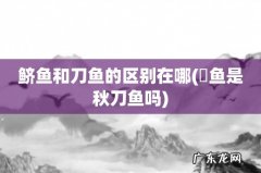 鳀鱼是秋刀鱼吗 鲚鱼和刀鱼的区别在哪