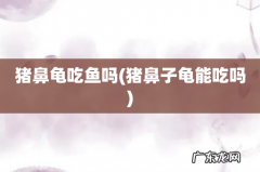 猪鼻子龟能吃吗 猪鼻龟吃鱼吗