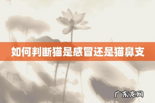 如何判断猫是感冒还是猫鼻支