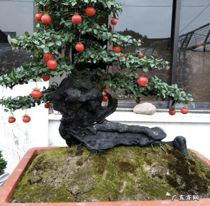 风水大树图片大全 十大风水树图片大全