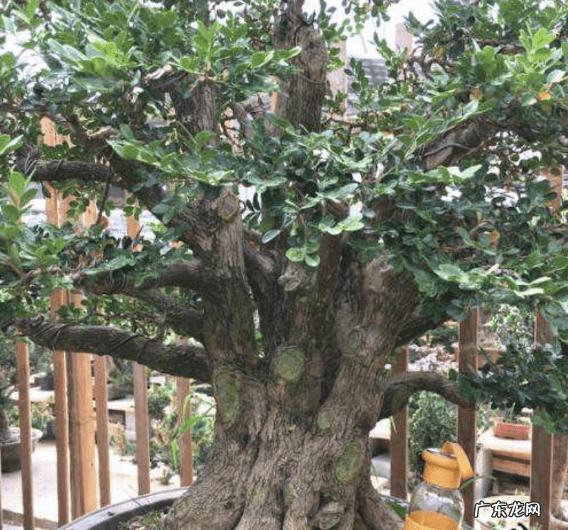 风水大树图片大全 十大风水树图片大全