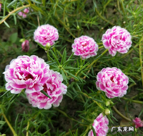 家里阳台种太阳花影响风水吗 太阳花的风水好吗