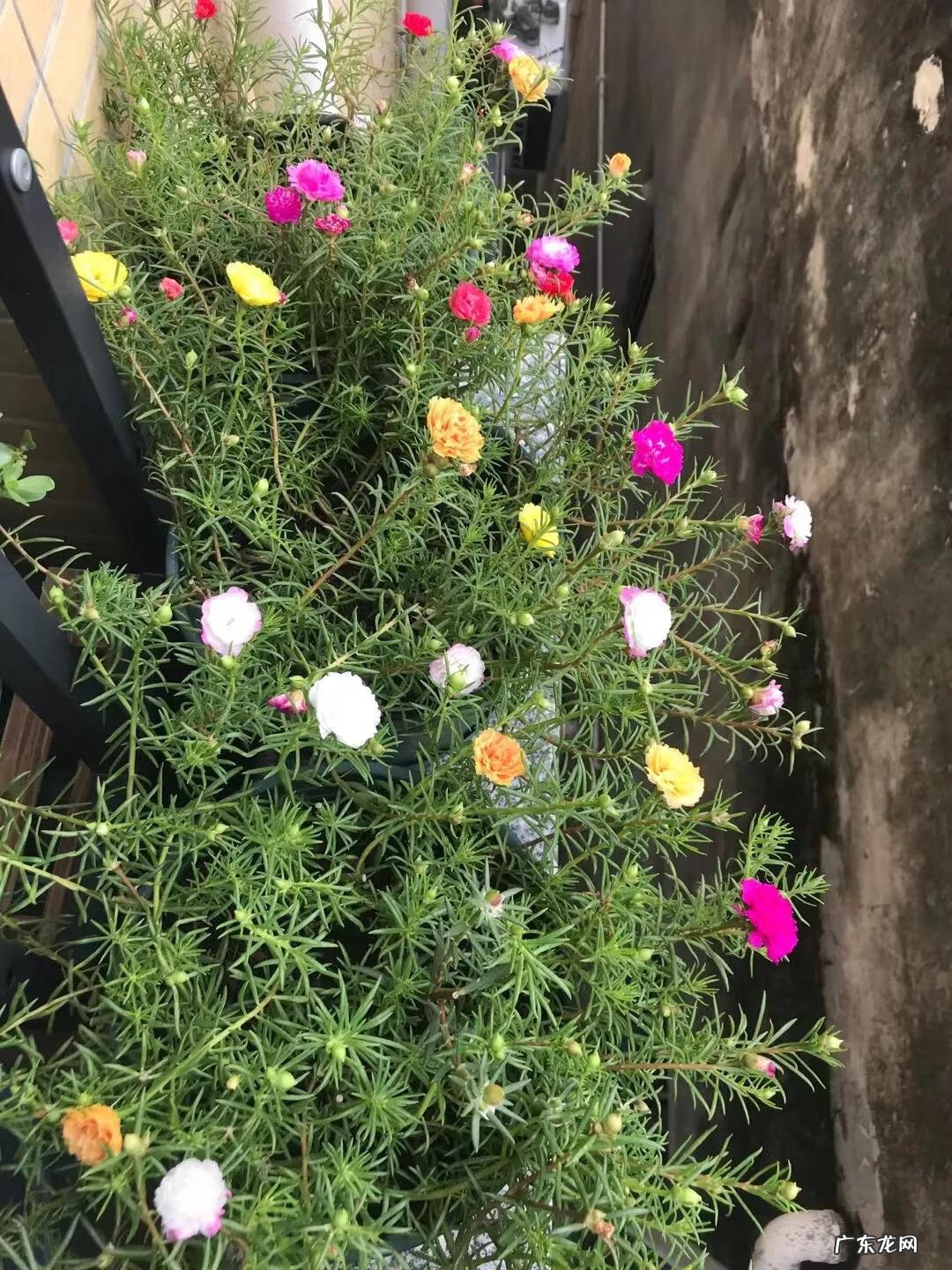 家里阳台种太阳花影响风水吗 太阳花的风水好吗