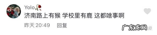 风水鹿有什么讲究 鹿与猴风水