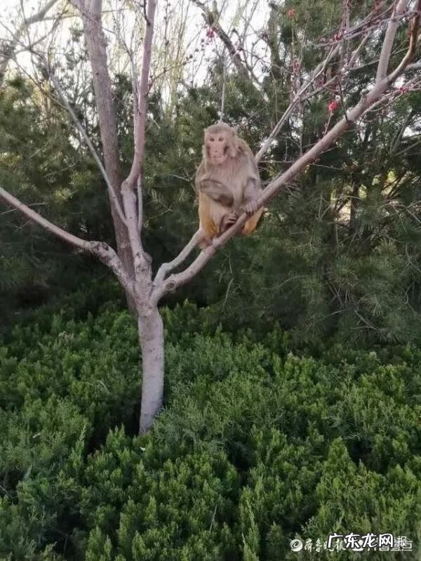 风水鹿有什么讲究 鹿与猴风水