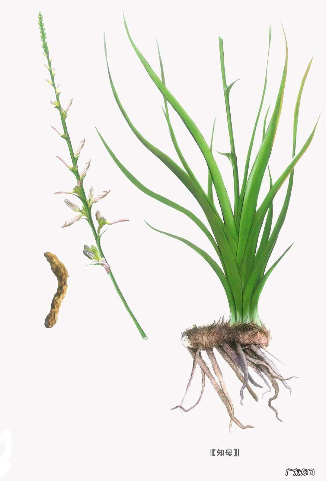 知母的功效及用途 知母的作用及功效