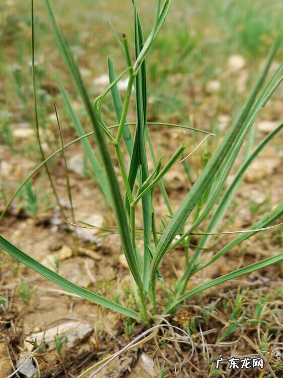 知母的功效及用途 知母的作用及功效
