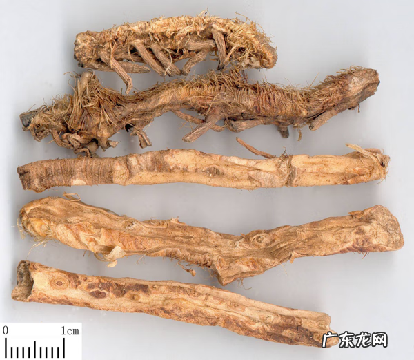 知母的功效及用途 知母的作用及功效