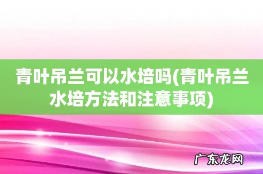 青叶吊兰水培方法和注意事项 青叶吊兰可以水培吗