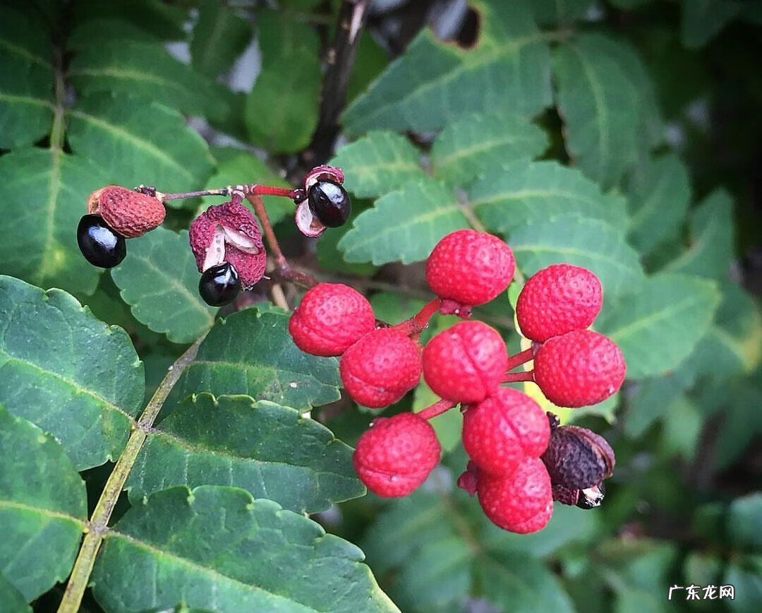 花椒树在风水上有什么讲究 阳台种花椒影响风水吗