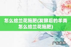发酵后的羊粪怎么给兰花施肥 怎么给兰花施肥