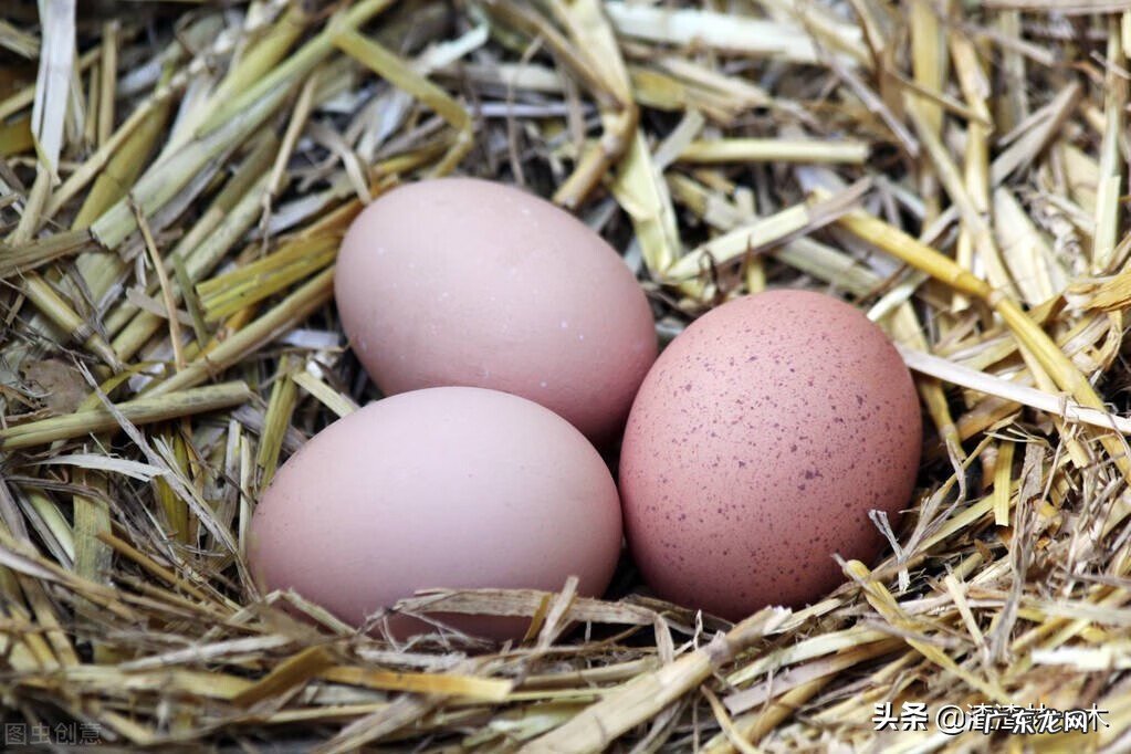 人造鸡蛋图片 人造鸡蛋是真的吗?