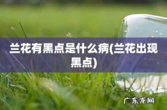 兰花出现黑点 兰花有黑点是什么病