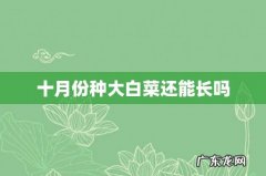 十月份种大白菜还能长吗
