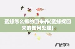 蜜蜂捉回来的如何处理 蜜蜂怎么抓的回来养