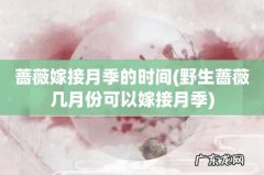 野生蔷薇几月份可以嫁接月季 蔷薇嫁接月季的时间